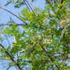 Article image for: Drumstick tree – the multipurpose tree attracting bees