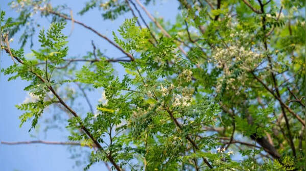 Drumstick tree – the multipurpose tree attracting bees
