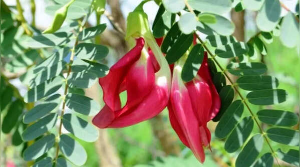 Sesbania grandiflora - the agathi plant with high nectar content