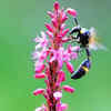 These forgotten Indian <i class="tbold">plants</i> attract bees better than expensive flowers