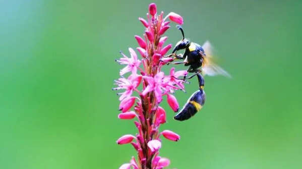 These forgotten Indian plants attract bees better than expensive flowers