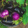 Article image for: Brinjal – another monsoon vegetable for Indian <i class="tbold">kitchen</i> gardens