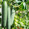 Cucumber – cool vegetable that enjoys humidity