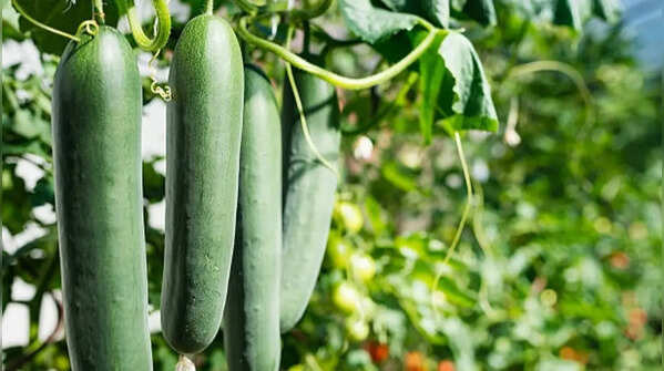 Cucumber – cool vegetable that enjoys humidity