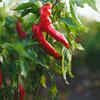 Article image for: Chilli pepper – essential for <i class="tbold">kitchen</i> gardening