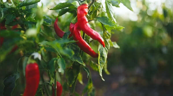 Chilli pepper – essential for kitchen gardening