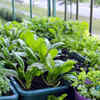 Spinach – easy-to-grow leafy green