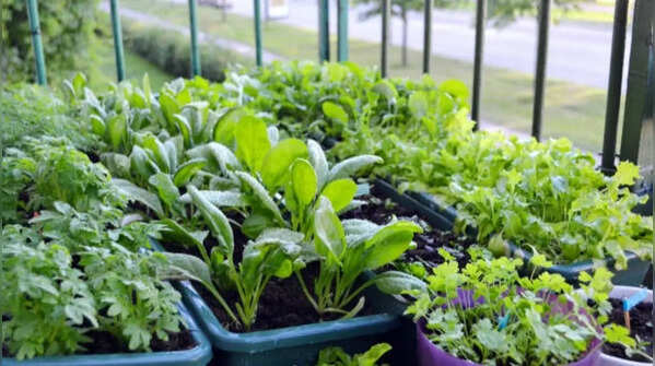 Spinach – easy-to-grow leafy green