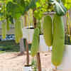 Article image for: Bottle gourd – the fast-growing climber vegetable for <i class="tbold">monsoon</i>s