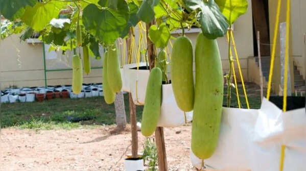 Bottle gourd – the fast-growing climber vegetable for monsoons