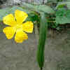 Article image for: Okra – the vegetable adapted to <i class="tbold">monsoon</i> weather