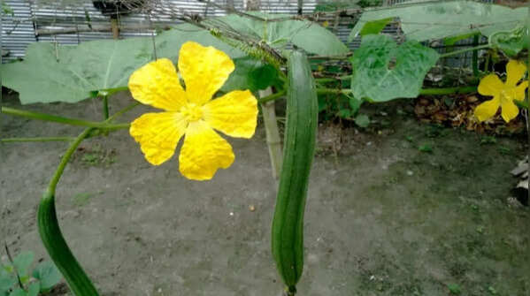 Okra – the vegetable adapted to monsoon weather