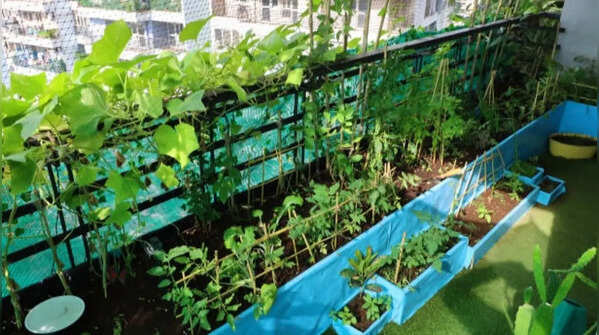 The vegetables Indians should plant before monsoon begins