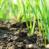 Spring onion – quick-growing greens for everyday cooking