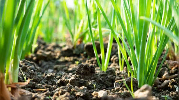 Spring onion – quick-growing greens for everyday cooking