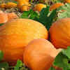 Article image for: Pumpkin – vigorous vines that thrive in Indian summers