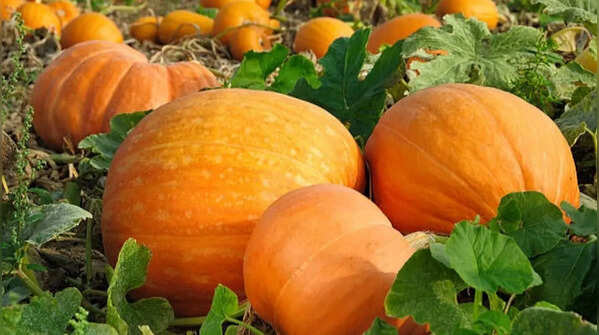 Pumpkin – vigorous vines that thrive in Indian summers