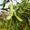 Cluster beans – a hardy vegetable for hot climates