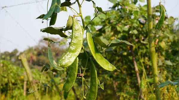 Cluster beans – a hardy vegetable for hot climates