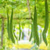 Ridge gourd – the climbing vegetable that spreads rapidly