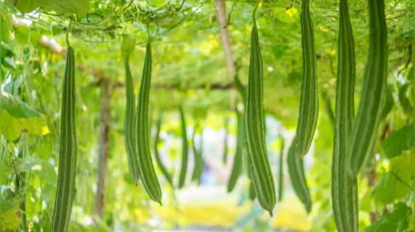 Ridge gourd – the climbing vegetable that spreads rapidly