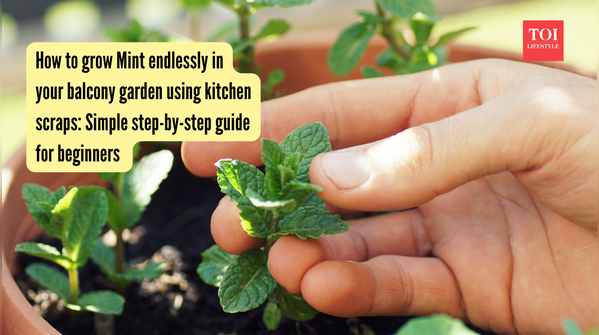 How to grow Mint endlessly in your balcony garden using kitchen scraps: Simple step-by-step guide for beginners