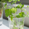 Rooting in water is simple