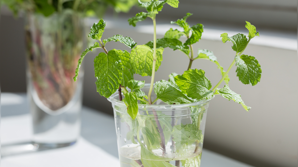 Rooting in water is simple