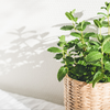 Article image for: Planting and growing in pots