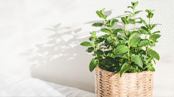 Planting and growing in pots