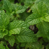 Keeping your mint happy for long‑term produce