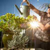 Article image for: Early morning gardening decreases screen overload