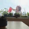 Early morning gardening contributes to a calmer morning routine
