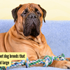 Article image for: 5 adorable pet dog breeds that grow tall and large