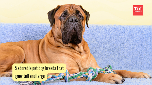 5 adorable pet dog breeds that grow tall and large