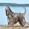 Afghan Hound