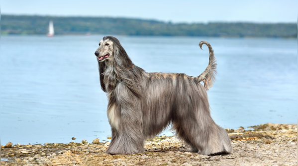 Afghan Hound