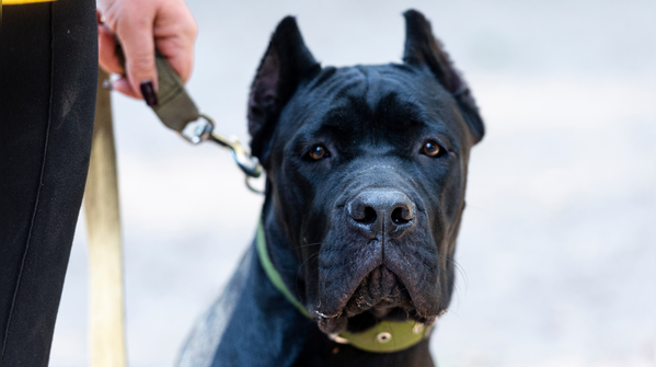 Cane Corso