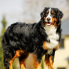 Bernese Mountain Dog