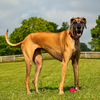Article image for: Great Dane