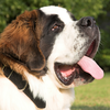 Saint bernard