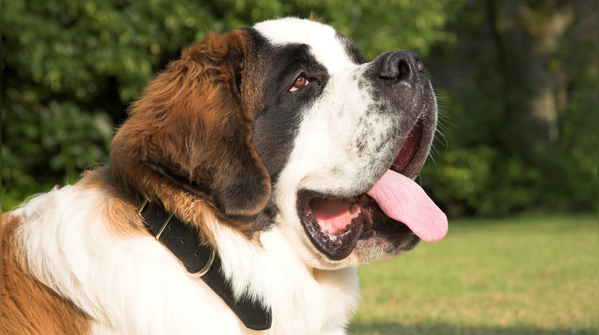 Saint bernard
