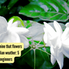 Article image for: How to grow jasmine that flowers year-round in Indian weather 5 mindful tips for beginners