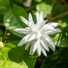 Article image for: Choose the right jasmine variety
