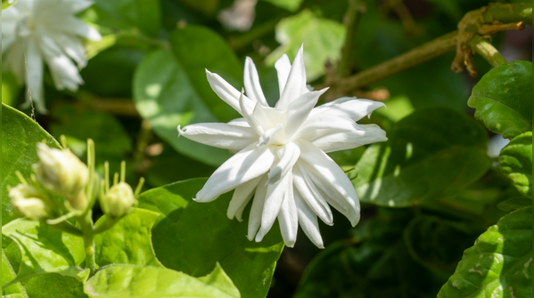 Choose the right jasmine variety