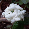 Use well-draining <i class="tbold">soil</i> and balanced watering