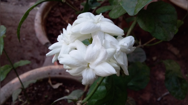 Use well-draining soil and balanced watering