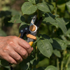 Article image for: Prune regularly for more <i class="tbold">flowers</i>