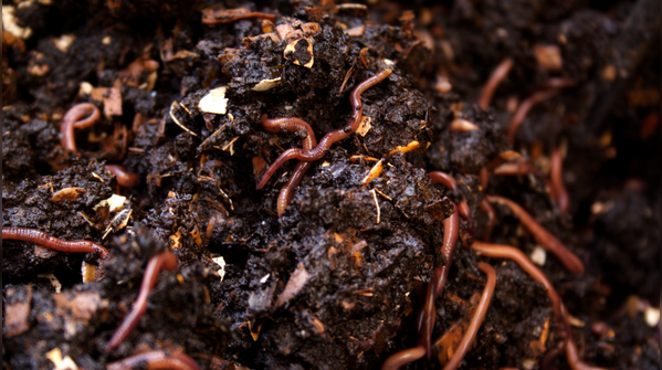 Add fertiliser and protect it from pests