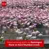 Article image for: Flamingos Paint Navi <i class="tbold">mumbai</i> Creek Pink